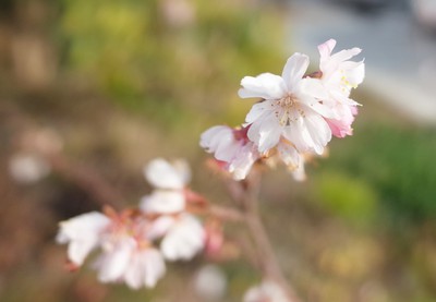 20170119十月桜.JPG
