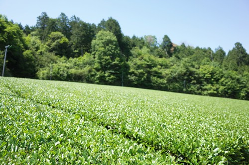 茶畑.JPG