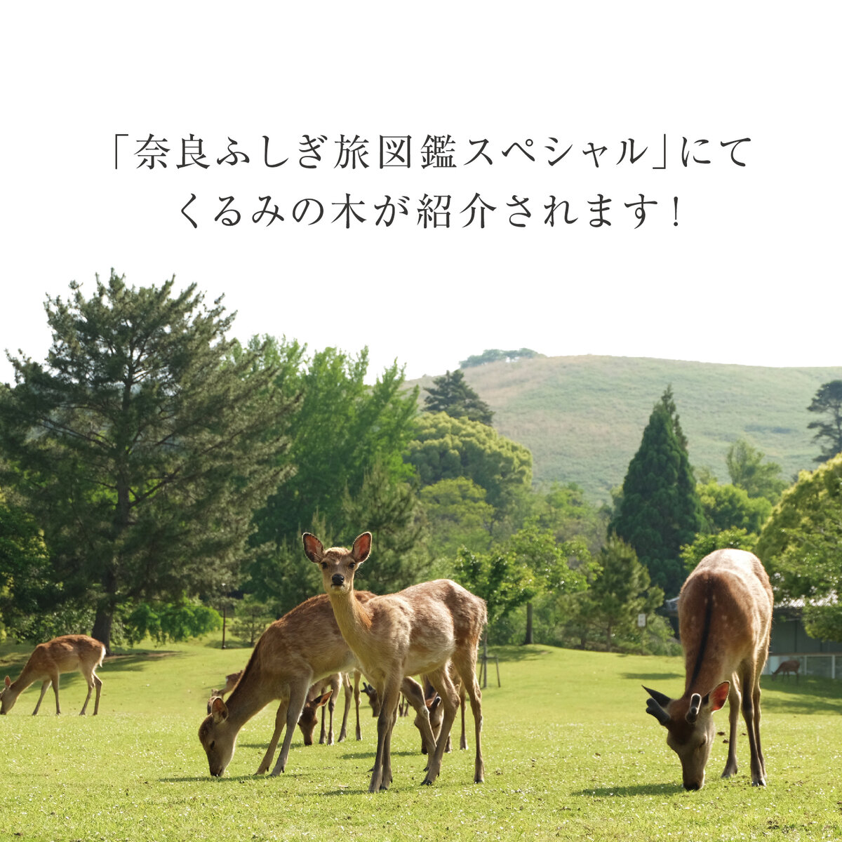 奈良ふしぎ旅図鑑.jpg