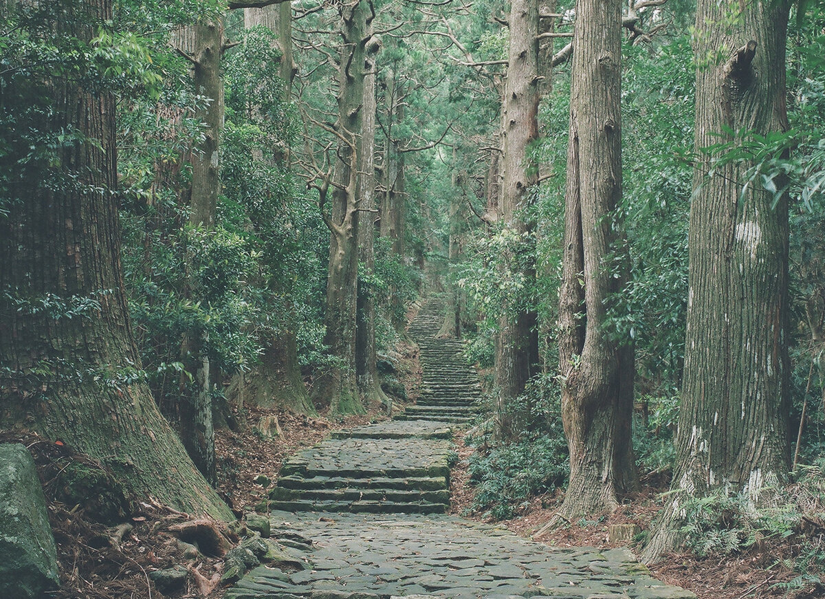 熊野の茅萱.jpg