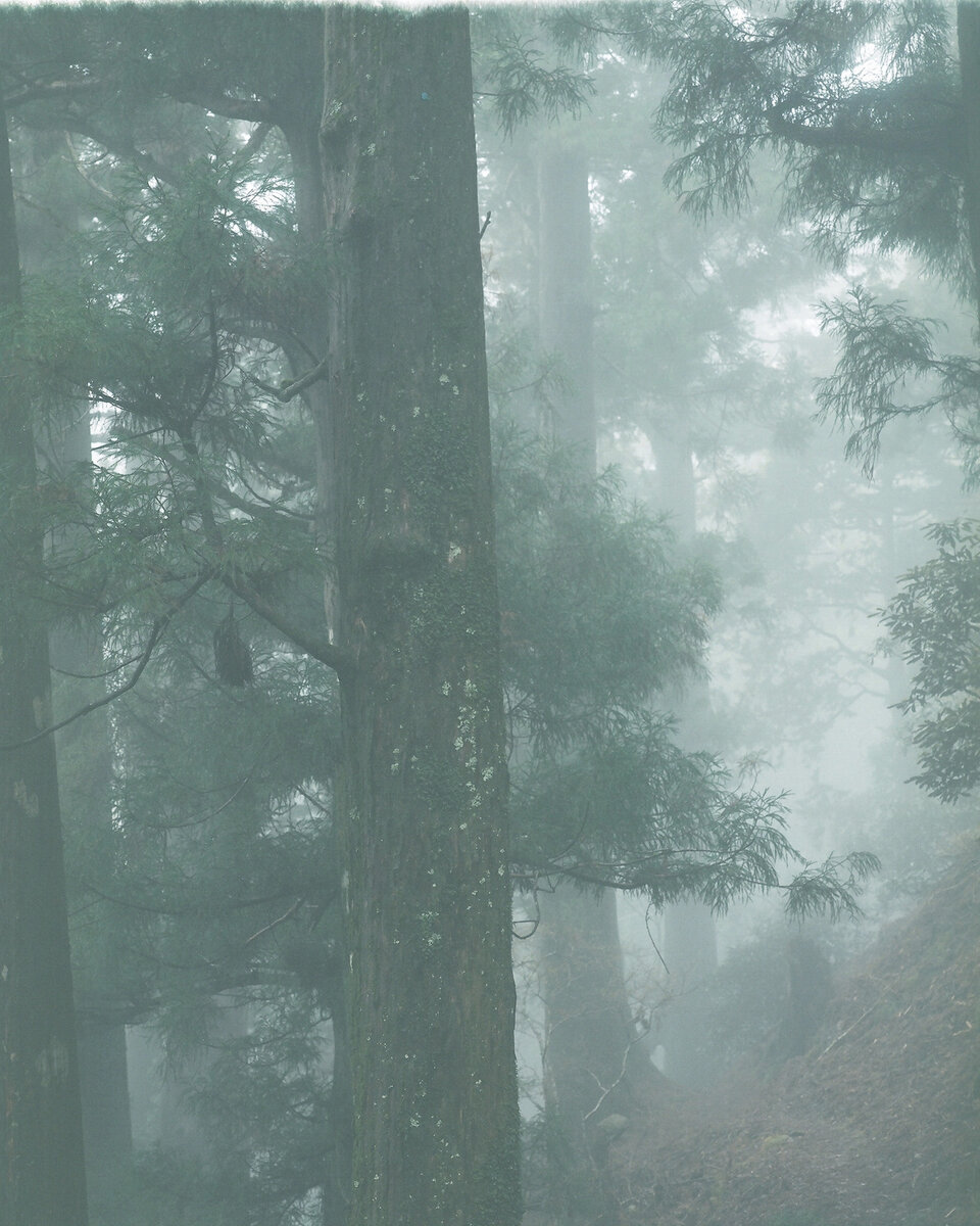 玉置神社の森.jpg