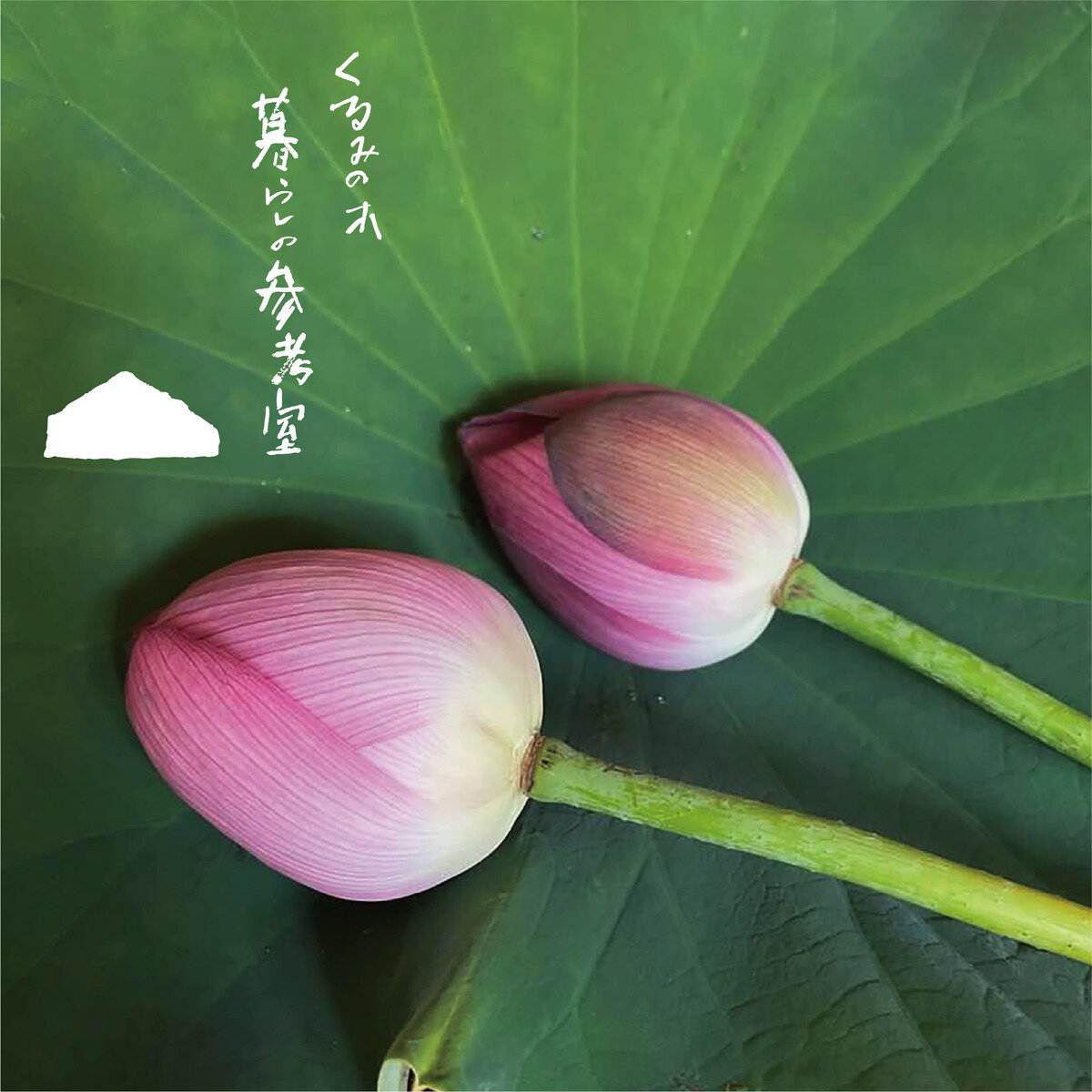 蓮花茶会 開催いたします。 VISON 暮らしの参考室 | お知らせ | くるみ