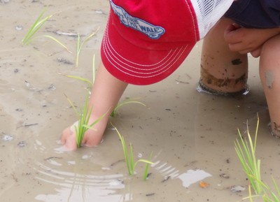 田植え10.jpg