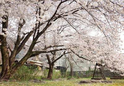 塔跡　桜.JPG