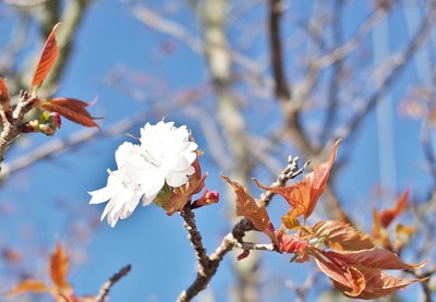 奈良八重桜.JPG