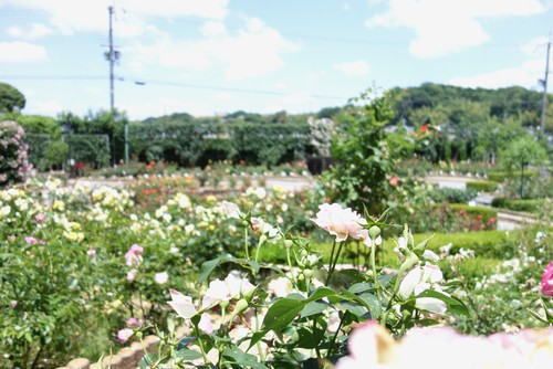 霊山寺 薔薇02.JPG