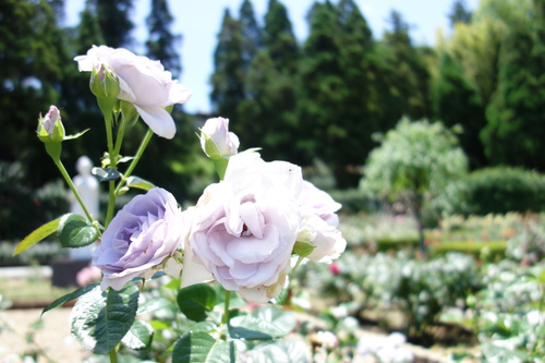 霊山寺 薔薇.JPG