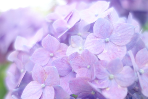 紫陽花.JPG