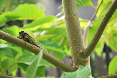 DSC_0684m.jpgのサムネイル画像