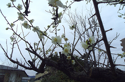 IMGP0102 2.jpg