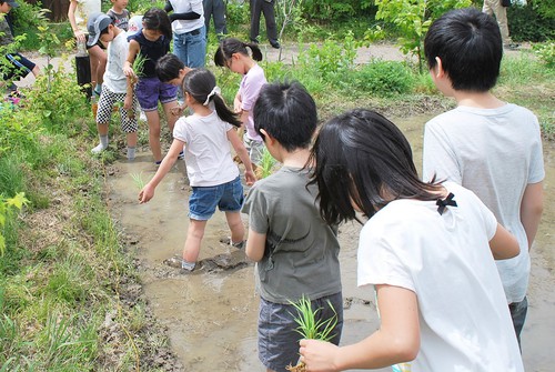 田植え201901 .jpg