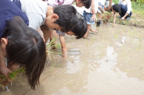 田植え2019 02.jpg