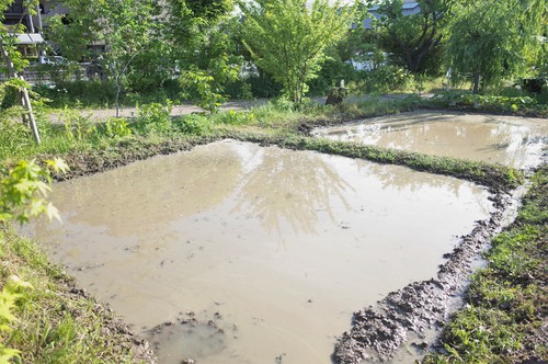 田植え2019.jpg