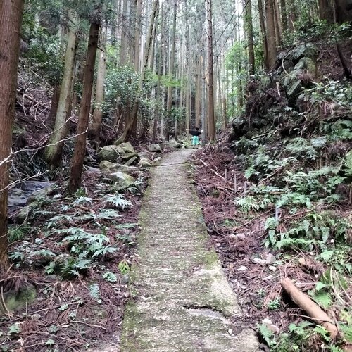 大国見山の登山道IMG20220827154823.jpg