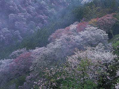 吉野山春(ブログ）.jpg