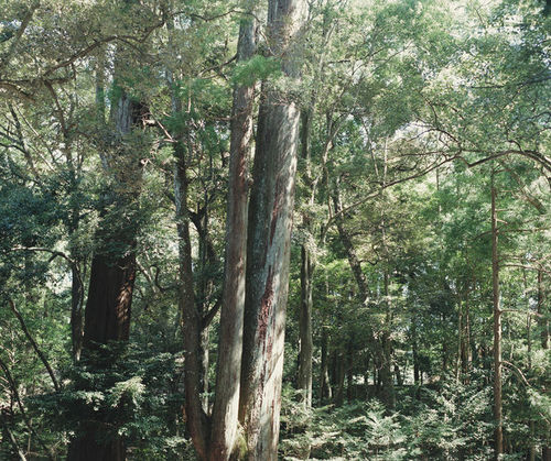 KiKusa伊勢神宮森.jpg