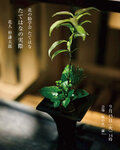 花の勧学会 たてはな「たてはなの実際」開催いたします